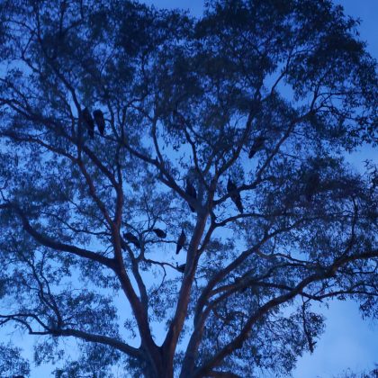 A tree canopy at dusk, with about a dozen peafowl nesting in its limbs