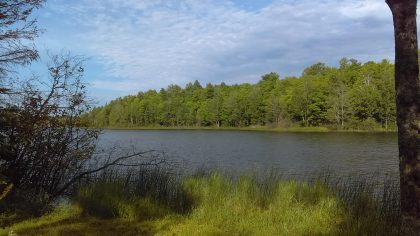 View of a lake, with woods on the shore across